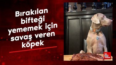 Masaya bırakılan bifteği yememek için savaş veren sevimli köpek