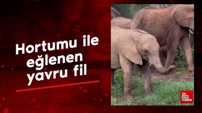 Hortumu ile eğlenen yavru fil