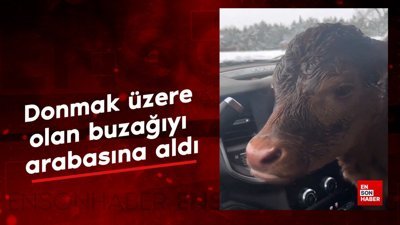 Donmak üzere olan buzağıyı arabasına aldı