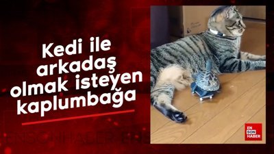 Kedi ile arkadaş olmak isteyen kaplumbağa