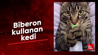 Kedinin biberon keyfi