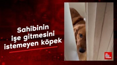 Sahibinin işe gitmesini istemeyen köpek