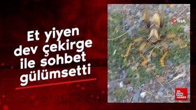 Et yiyen dev çekirge ile sohbet gülümsetti