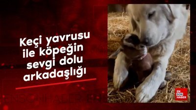 Keçi yavrusu ve köpeğin arkadaşlığı