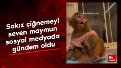 Sakız çiğnemeyi seven maymun
