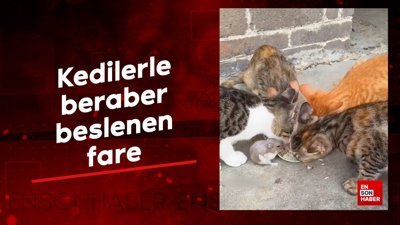 Kedilerle beraber beslenen fare