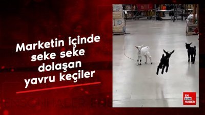 Marketin içinde seke seke dolaşan yavru keçiler