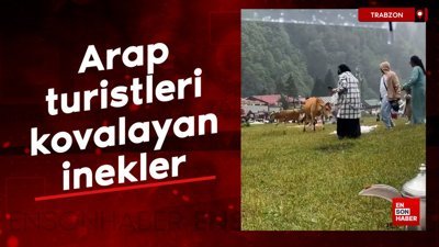 Rize'de Arap turistleri kovalayan inekler