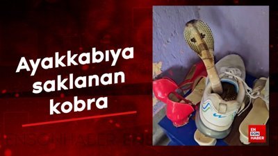 Ayakkabıya saklanan kobra