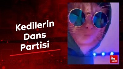 Kedilerin dans partisi