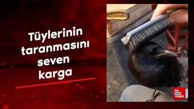 Tüylerinin taranmasını seven karga
