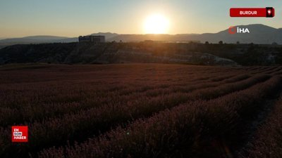Burdur'da lavanta hasadı başladı