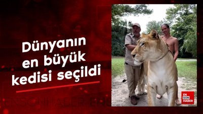 Guinness Dünya Rekorları tarafından dünyanın en büyük kedisi seçildi