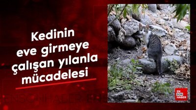 Kahraman isimli kedinin eve girmeye çalışan yılanla mücadelesi