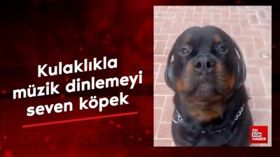 Kulaklıkla müzik dinlemeyi seven köpek