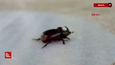 Bingöl'de değerli sanılarak avlanan gergedan böceğinin maddi karşılığı yok