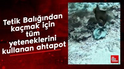 Tetik Balığından kaçmak için tüm yeteneklerini kullanan ahtapot