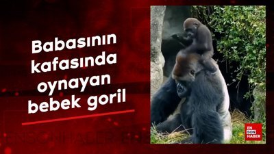 Babasının kafasında oynayan bebek goril