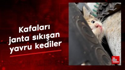 Kafaları janta sıkışan yavru kediler