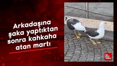 Arkadaşına şaka yaptıktan sonra kahkaha atan martı