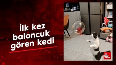 İlk kez baloncuk gören kedi