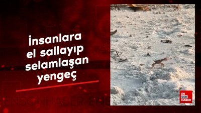 İnsanlara el sallayıp selamlaşan yengeç