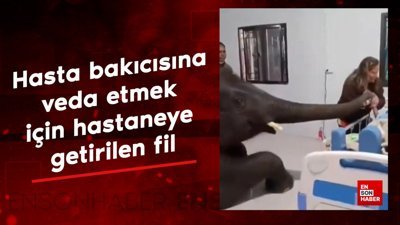 Hasta olan bakıcısına veda etmek için hastaneye getirilen fil