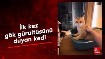 İlk kez gök gürültüsünü duyan kedi