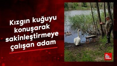 Kızgın kuğuyu konuşarak sakinleştirmeye çalışan adam
