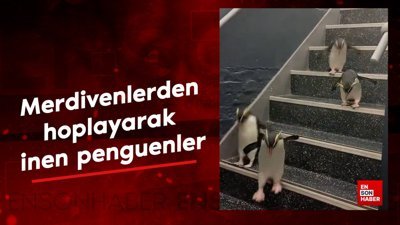 Merdivenlerden hoplayarak inen penguenler