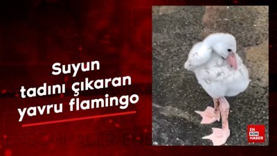 Suyun tadını çıkaran yavru flamingo