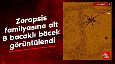 Yüksekova’da zoropsis familyasına ait 8 bacaklı böcek görüntülendi