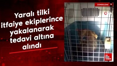 Zonguldak'ta yaralı tilki itfaiye ekiplerince yakalanarak tedavi altına alındı