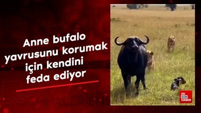 Yavrusunu korumak için kendini feda eden bufalo