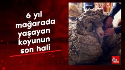 6 yıl mağarada yaşayan koyunun son hali