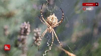 Dünyanın en zehirli örümceklerinden 'loplu örümcek' Aksaray’da görüldü