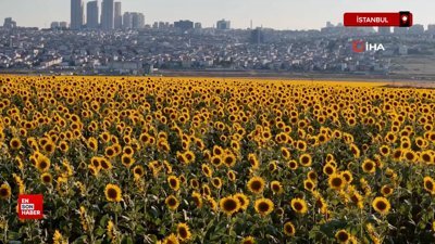 Betonlaşan İstanbul’da eşsiz ayçiçek tarlaları