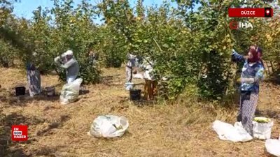 Düzce'de fındık üreticileri erkenden hasat yapmaya başladı