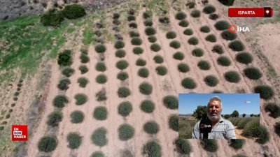 Isparta'da lavanta bahçelerinde hasat başladı