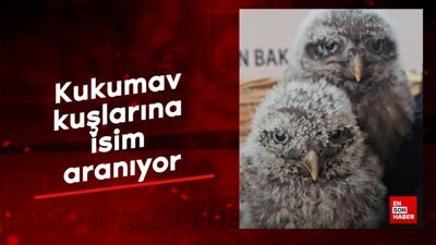 Tarım ve Orman Bakanlığı ekipleri büyüttüğü kukumav kuşlarına isim arıyor
