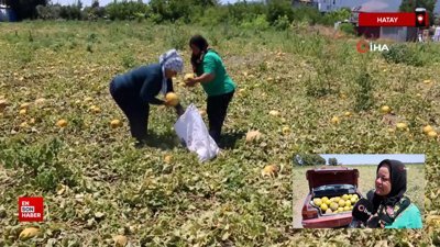 Hataylı çiftçi kavun hasatında son mahsulü depremzedelere dağıttı