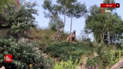 Nemrut Krater Gölü'nde sualtı dalışı yaptığı esnada boz ayılarla karşılaştı