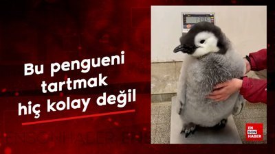 Bu pengueni tartmak hiç kolay değil