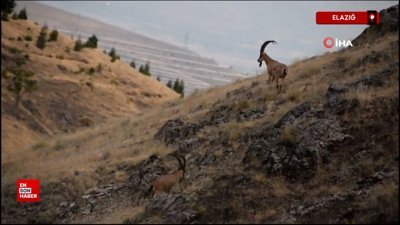 Elazığ'da çengel boynuzlu dağ keçileri görüntülendi