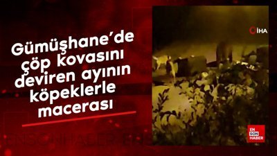 Gümüşhane’de çöp kovasını deviren ayının köpeklerle macerası