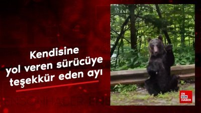 Kendisine yol veren sürücüye teşekkür eden ayı