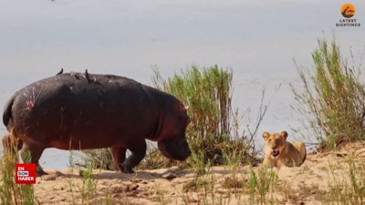 Aslan sürüsüyle mücadele eden su aygırı