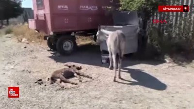 Diyarbakır'da ölen yavrusunun başından 2 gün boyunca ayrılmayan eşek