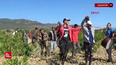 Gaziantep’te halay çekerek üzüm hasadı başlattılar