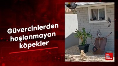 Güvercinlerden hoşlanmayan köpekler